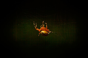 Spider on Web in Dark Woods
