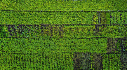 Aerial view of rows of green vegetables on farmland © MYDAYcontent