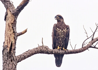 Juvenile Bald Eagle Squawking