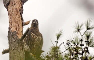 Juvenile Bald Eagle Looking At You