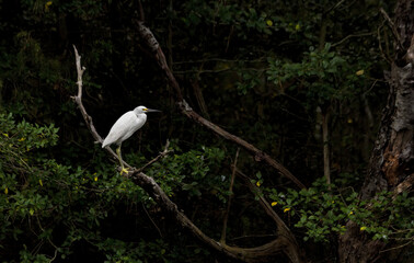 Snowy Egret in Dark Woods