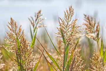 Dune Grass Blowing In Breeze