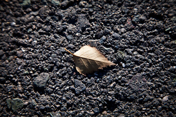 leaf on the ground