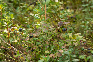healthy, natural, organic,eco-friendly blueberries with plants, grass,texture in the forest in summer and autumn