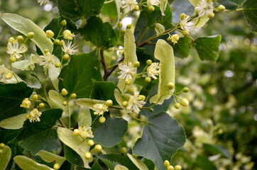 Flowers of blossoming linden tree in summer