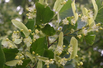 Flowers of blossoming linden tree in summer