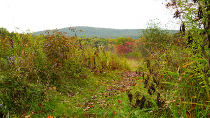 Fototapeta na wymiar Autumn field with footpath