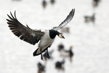 barnacle goose