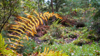 Swamp ferns and grass