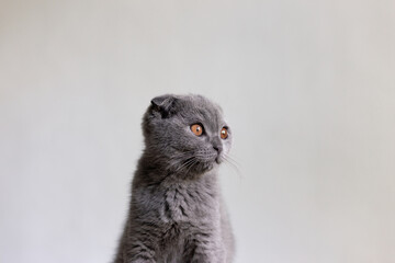 Gray Scottish Fold kitten on a white background