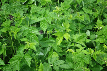 green raspberry bushes in the garden in spring