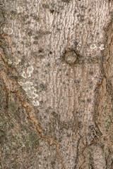 Bark of Northfire Red Maple (Acer rubrum 'Olsen')