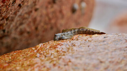 Closeup view of tiny amphibious fish sitting on a brown colored granite rock on the coast near Anse Lazio beach, Praslin island, Seychelles.
