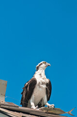 front view, far distance of an osprey, standing on a wood, shingled, roof with a fish dinner in it's claws 