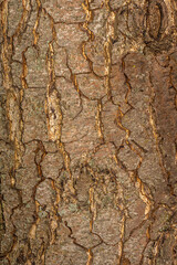 Bark of European Alder (Alnus glutinosa)