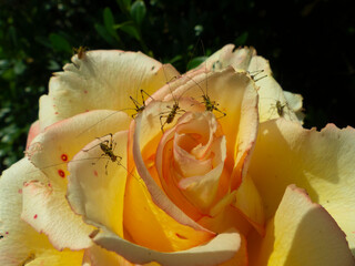 bugs on the rose