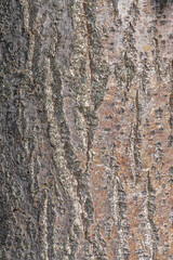 Obraz premium Bark of Crimean Linden (Tilia x Euchlora)