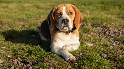 beagle dog in the grass