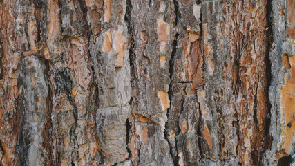 Natural Wooden background Texture