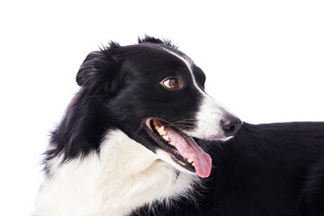 portrait d'un chien mâle de race Border Collie sur fond isolé blanc 