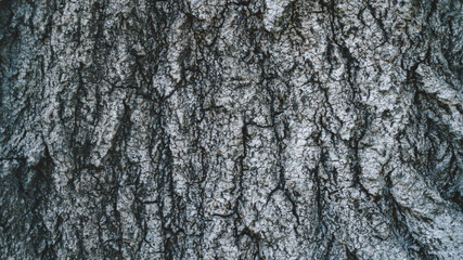 Natural Wooden background Texture