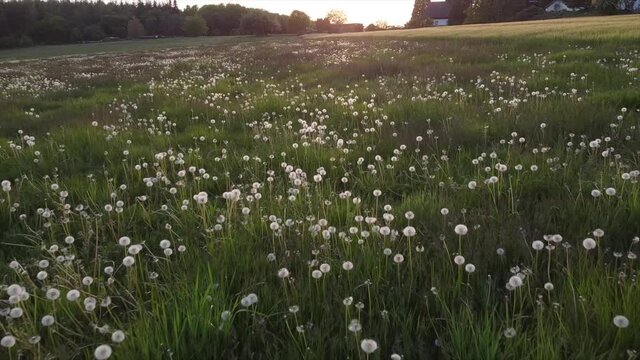 L&ouml;wenzahn, Samenst&auml;nde "Pusteblumen"
