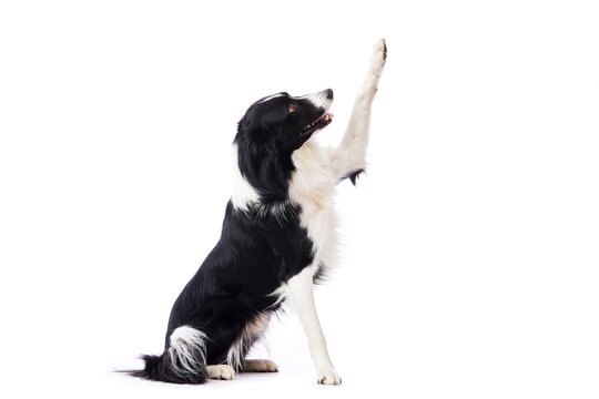 portrait d'un chien mâle de race Border Collie donnant la patte assis sur fond isolé blanc 