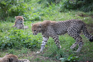 Young cheetahs playing in the grass