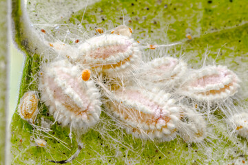 Cochenilles farineuses sur feuille 