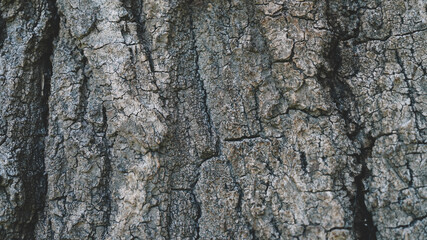 Natural Wooden background Texture