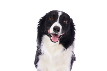 portrait d'un chien mâle de race Border Collie sur fond isolé blanc 