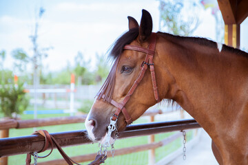 Obraz premium Waiting for a horse ride in the park