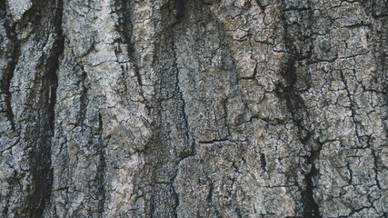 Natural Wooden background Texture