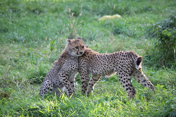 Fototapeta na wymiar Young cheetahs playing in the grass
