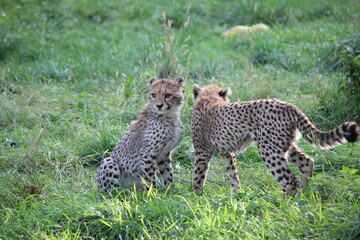 Young cheetahs playing in the grass