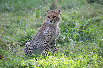 Naklejka na ściany i meble Młody gepard odpoczywający na trawie