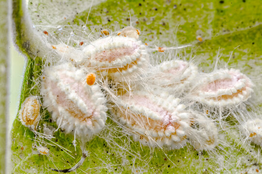 Cochenilles farineuses sur feuille 