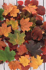 colorful autumn leaves on white wooden floor