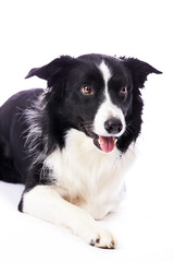 portrait d'un chien mâle de race Border Collie sur fond isolé blanc 