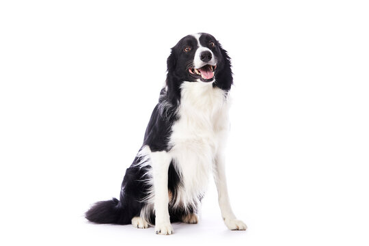 portrait d'un chien m&acirc;le de race Border Collie assis sur fond isol&eacute; blanc 