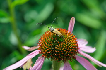 Red leptura (Lat. Stictoleptura rubra), a male beetle in the family of barbels on the flower of...