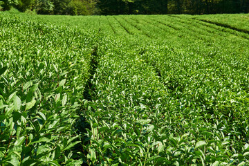rows of tea trees on the plantation