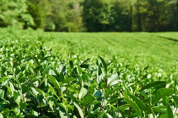 tea plantation view, front leaves in focus, background blurred