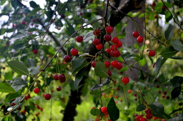 Fresh ripe sour cherry hanging on cherry tree in orchard