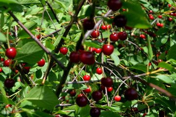 Fresh ripe sour cherry hanging on cherry tree in orchard