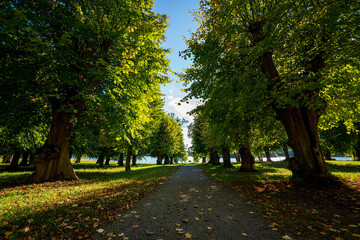 Naklejka premium Beginning of autumn in the forests of Sweden.