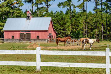 Horses Grazing in a Pasture in Front of a Barn on a Farm