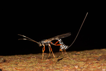 Riesenholzwespen-Schlupwespe (Rhyssa persuasoria), Holzwespen-Schlupfwespe, Weibchen bei der Eiablage