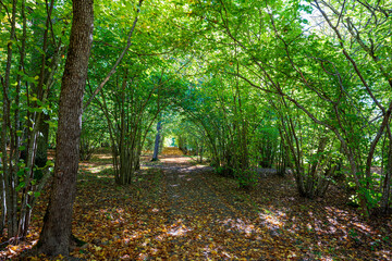 Fototapeta premium Beginning of autumn in the forests of Sweden.