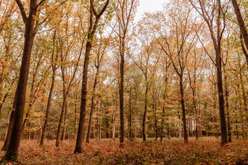 Fototapeta na wymiar Beech forest in fall colors